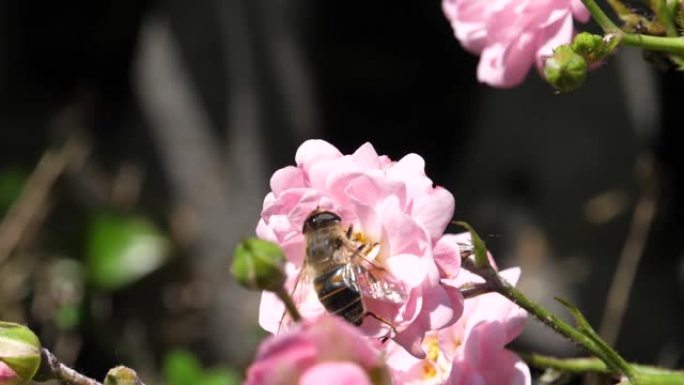 在阳光明媚的日子里，昆虫以慢动作从粉红色玫瑰花中提取花蜜