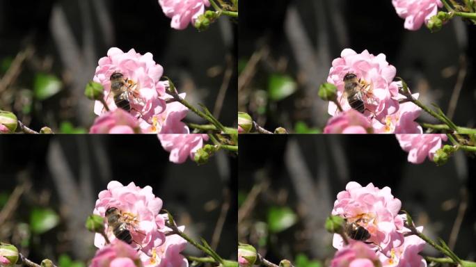 在阳光明媚的日子里，昆虫以慢动作从粉红色玫瑰花中提取花蜜