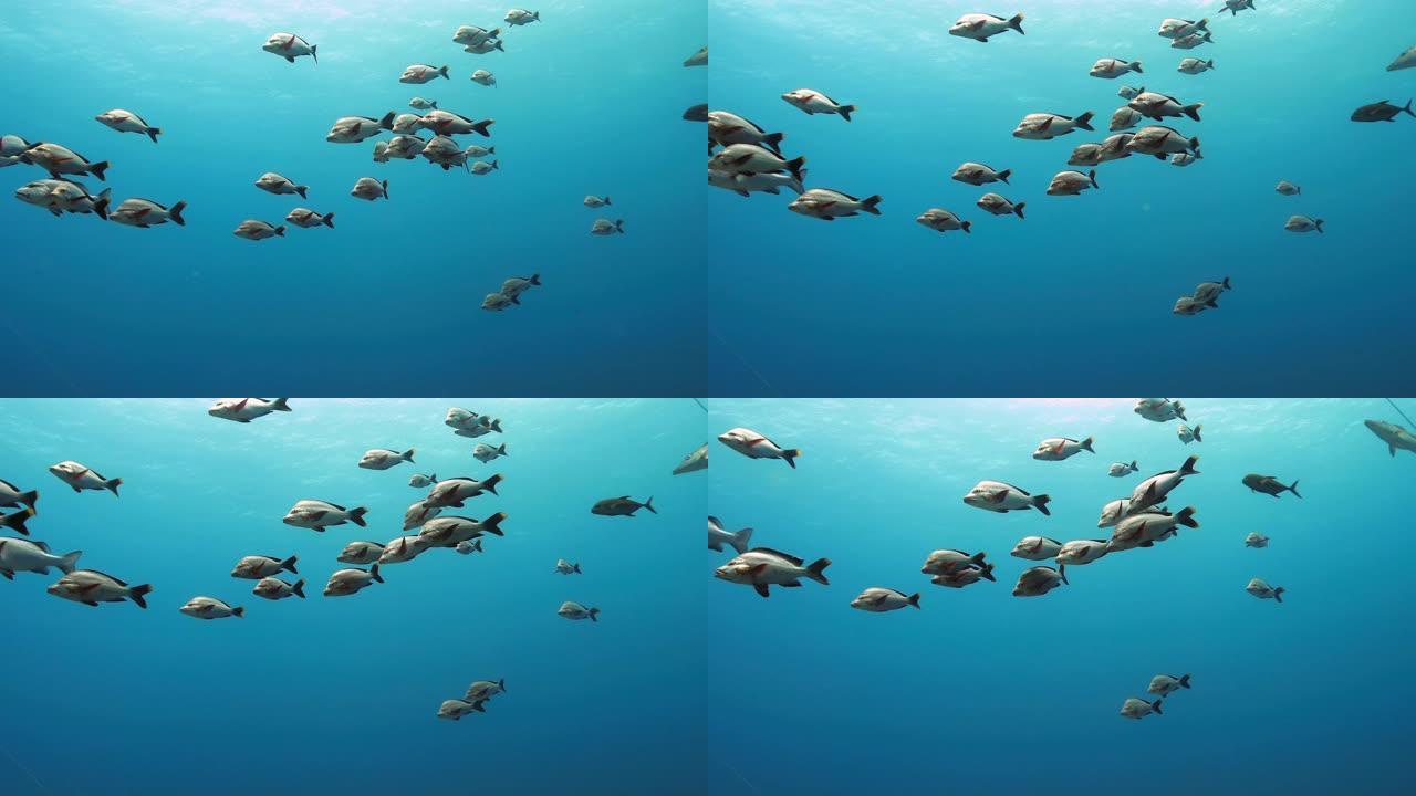 太平洋中的毛利人鲷鱼。水下生活，热带鱼在水中移动。在清澈的水中潜水。