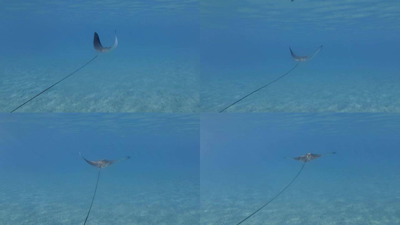 鹰射线 (Aetobatus ocellatus) 漂浮在阳光照射下的蓝色水面下。跟着开枪。埃及红海