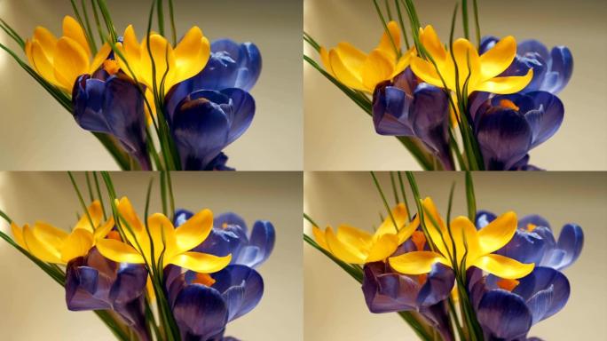 淡黄色花束，淡淡的背景上有紫丁香开口花