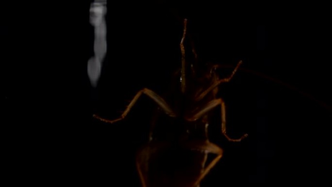 肮脏的昆虫蟑螂在玻璃上爬行宏观拍摄特写