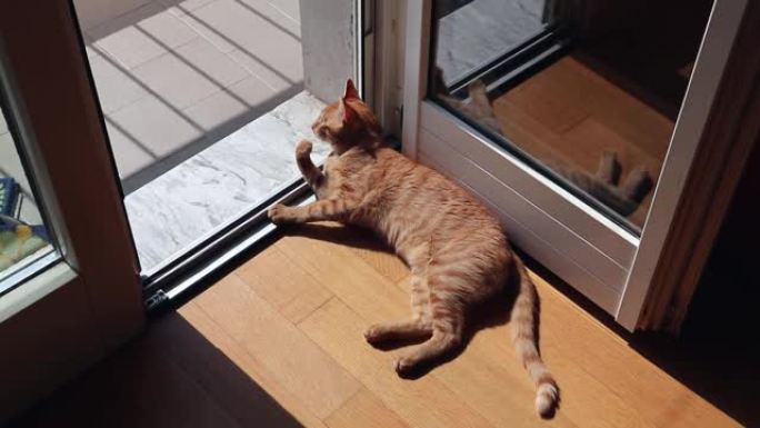 猫在阳台上晒太阳