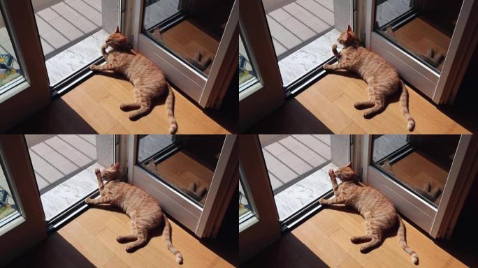 猫在阳台上晒太阳