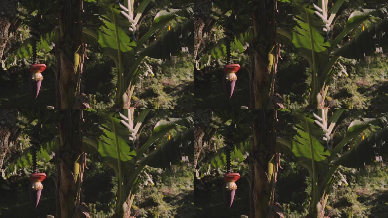 香蕉树花悬挂在巴西大西洋森林中自然晨光照亮的叶子下