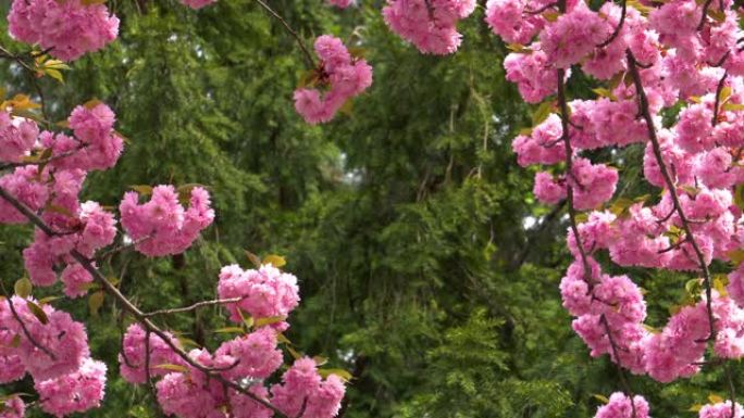 樱花粉色樱桃树开花花园甘枝梅