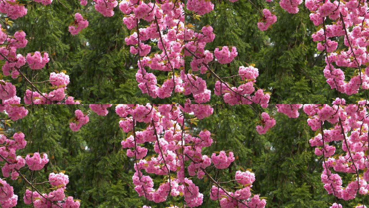 樱花粉色樱桃树开花花园甘枝梅
