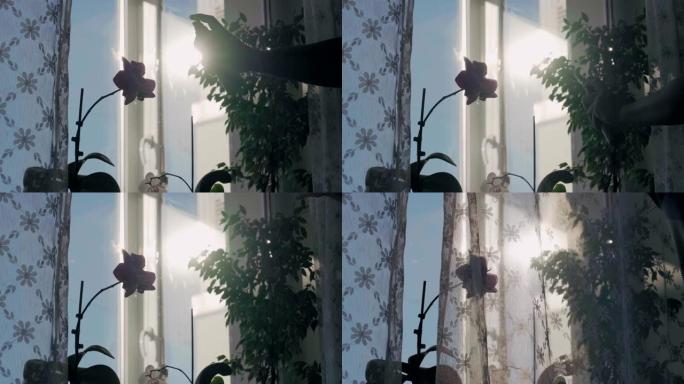在阳光下溅满水的窗帘后面的窗户上的惊人紫色兰花