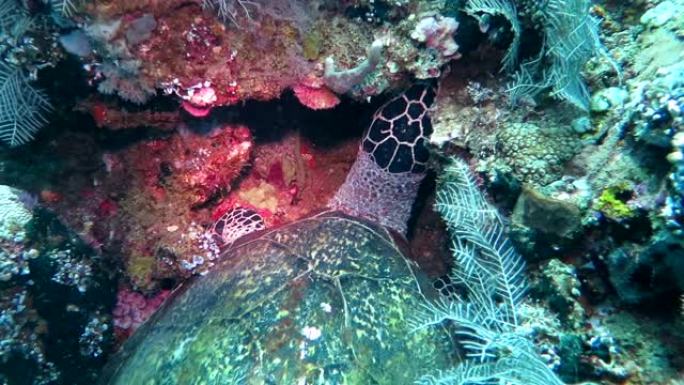 珊瑚礁岛上的玳瑁流