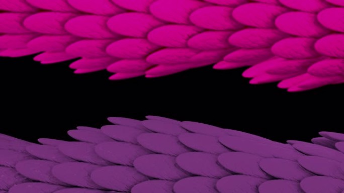 黑色背景上流动的彩色异国蛇皮纹理，无缝循环。动画。3D光滑的蛇或粉红色和紫色的龙鳞慢慢流动