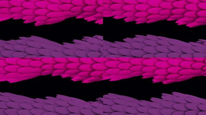 黑色背景上流动的彩色异国蛇皮纹理，无缝循环。动画。3D光滑的蛇或粉红色和紫色的龙鳞慢慢流动
