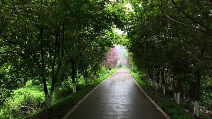 春天乡村公路两旁的树林和盛开的紫荆花