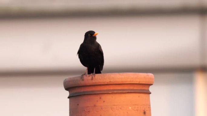 一只黑鸟在城市的烟囱上唱歌，声音清晰清脆