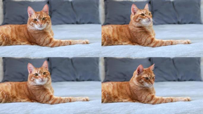 姜猫的特写肖像躺在床上，在模糊的背景下移开视线。