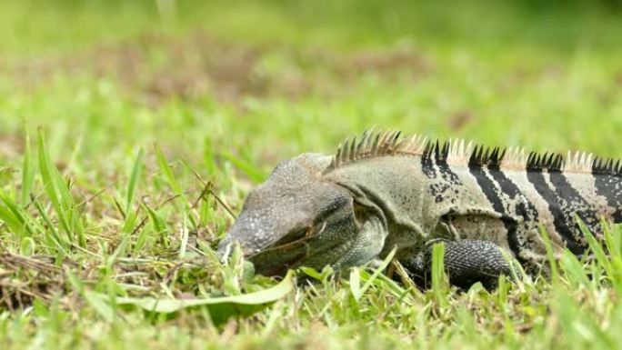 鬣蜥在带有黑色标记的田野上行走和吃草觅食