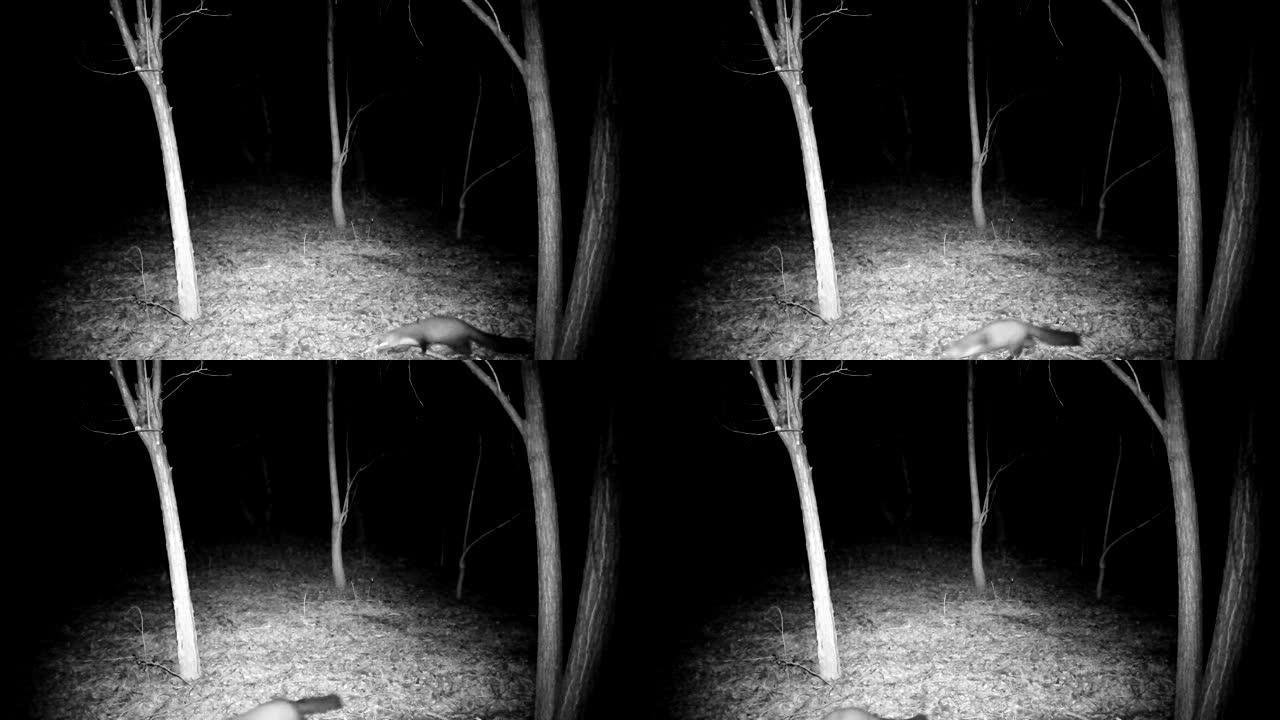 冬天的夜晚，马丁 (Martes foina) 在树林中。1080p视频