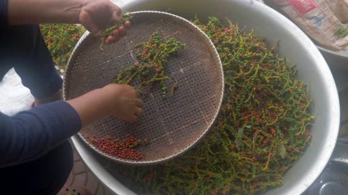 胡椒加工的特写是颜色分类，因为所有两个花椒，绿色和红色