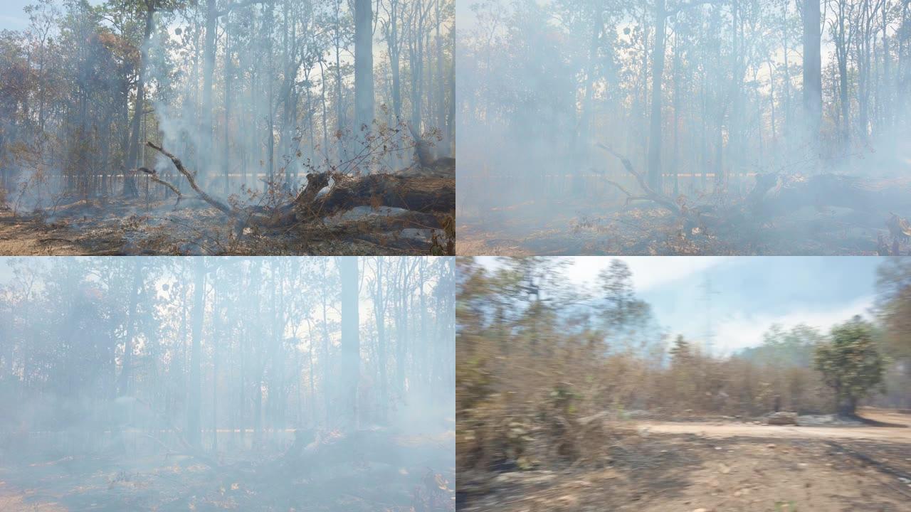 国家公园道路附近的丛林大火。气候变化危机。干旱季节干燥的植被火灾。Fotage 4k