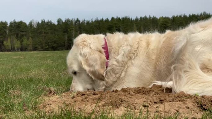 有趣的视频 -- 金毛猎犬在田野里挖了一个洞