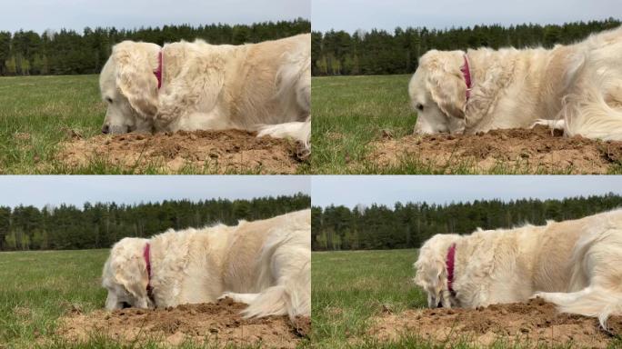 有趣的视频 -- 金毛猎犬在田野里挖了一个洞