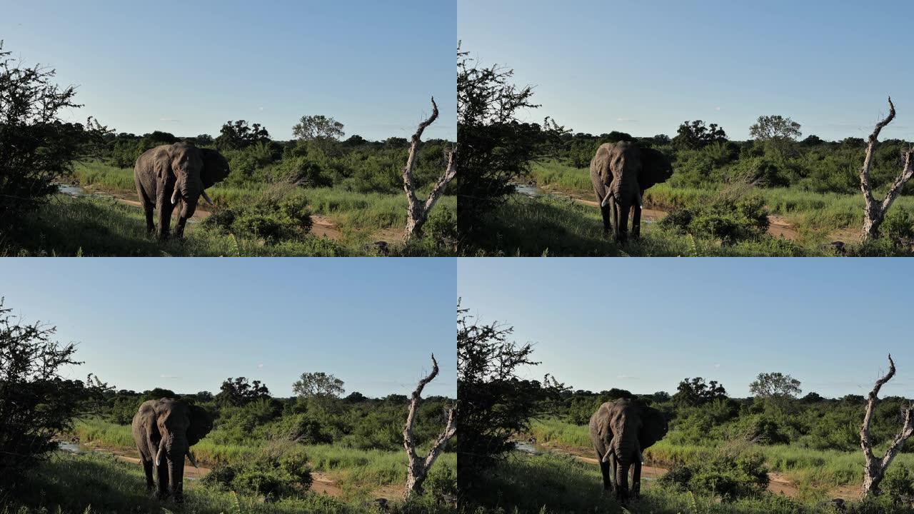 南非萨比金沙野生动物保护区大象公牛