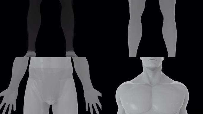 从头到脚的人体模型，计算机生成。3d渲染透明男性形象。数字背景