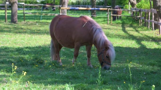 大小马在牧场里吃草