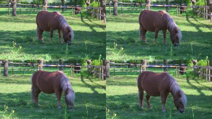 大小马在牧场里吃草