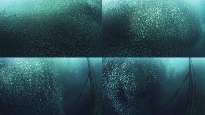 沙丁鱼浅滩的水下镜头