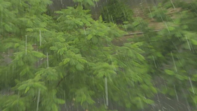 大雨滴落在树上