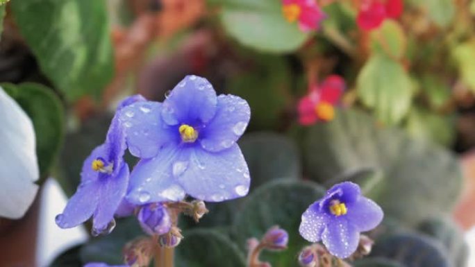 雨水滴落在慢动作的紫色花瓣中碰撞