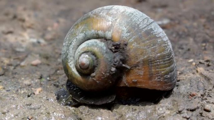 巨大的蜗牛 (鼻涕虫)