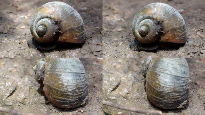 巨大的蜗牛 (鼻涕虫)