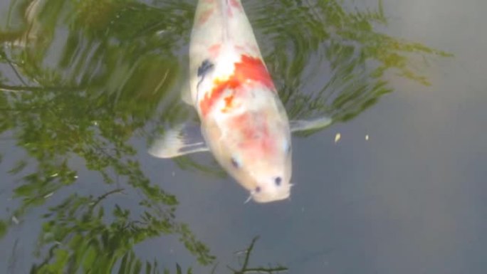 日本。五月。池塘里的鲤鱼在我的相机前摆姿势。