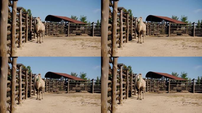 骆驼在栅栏附近行走的选择性焦点