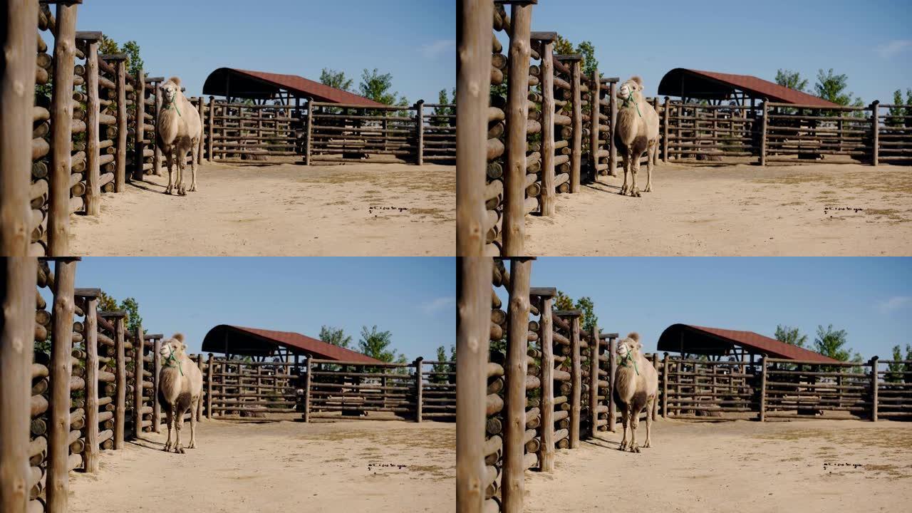 骆驼在栅栏附近行走的选择性焦点