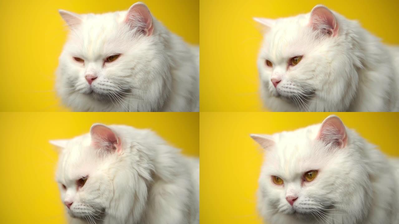 白色毛茸茸猫的肖像。工作室彩色灯光镜头。黄色背景上豪华的家用小猫摆姿势。