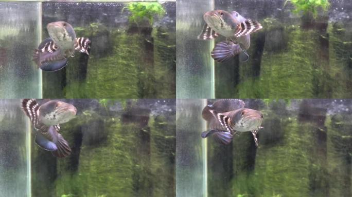 蛇头在水族馆里慢慢游动