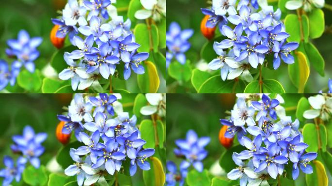 花园里盛开的青花在木质素上的蜜蜂
