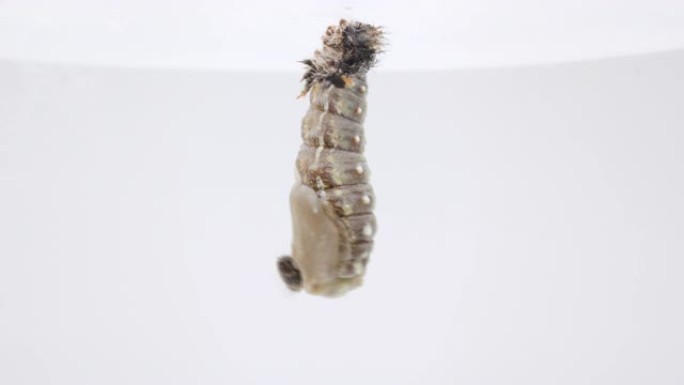彩绘的毛毛虫在变成蝴蝶之前变成了蛹