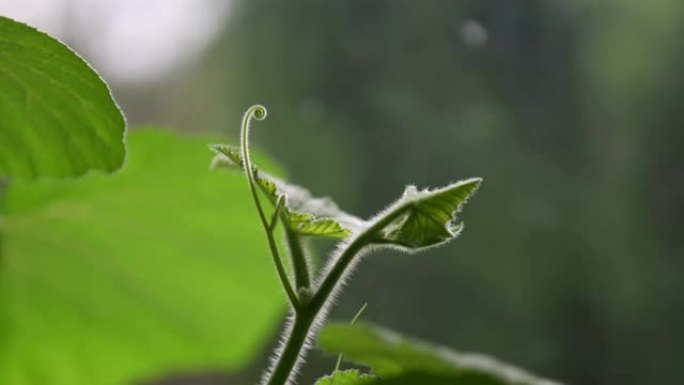 南瓜的芽不屈