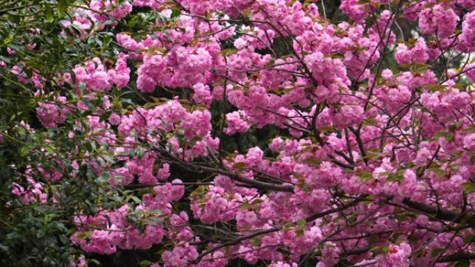 樱花粉色色彩碰撞春暖花开自然美
