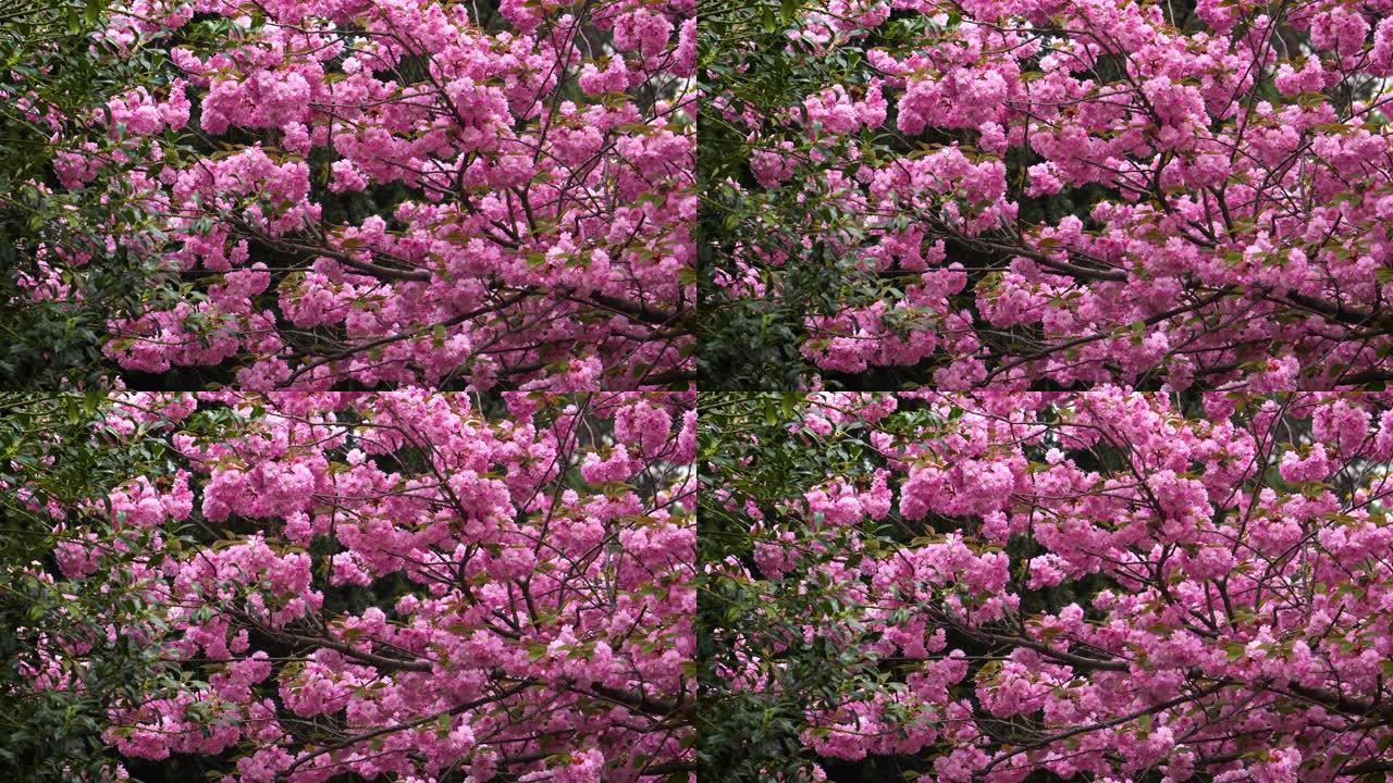 樱花粉色色彩碰撞春暖花开自然美