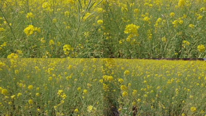 油菜花在风中摇曳田园风光春暖花开农田耕地