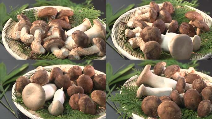 蘑菇/蘑菇