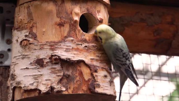 鸟巢上的黄脸鹦鹉鹦鹉的特写镜头，来自澳大利亚的热带鸟类