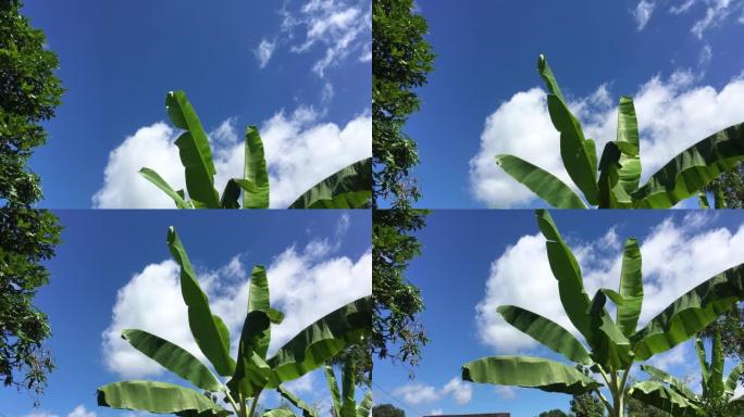 挥舞着以天空为背景的香蕉叶树