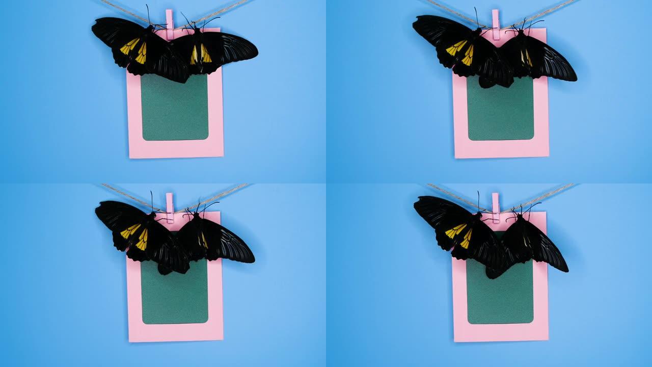 相框上的蝴蝶