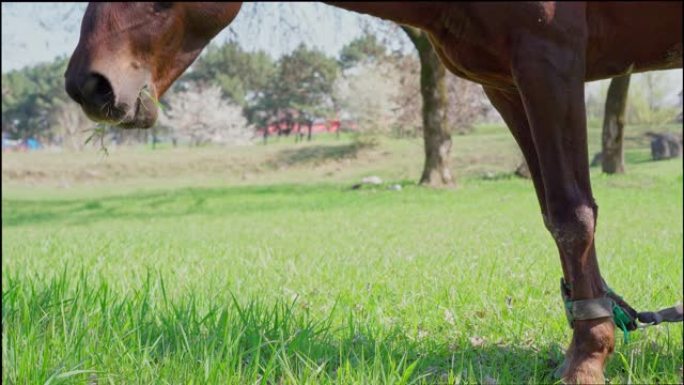 草地上的一匹马吃草
