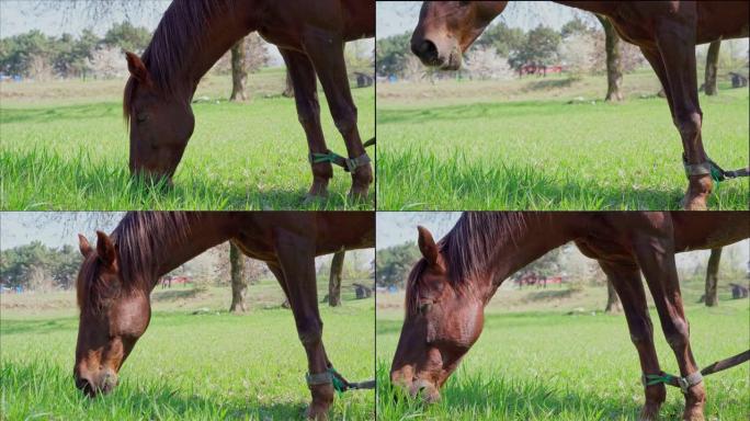 草地上的一匹马吃草
